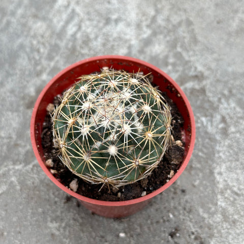 Coryphantha cornifera