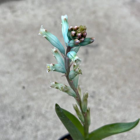 Lachenalia viridiflora