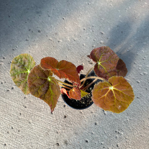 Begonia 'Autumn Amber'