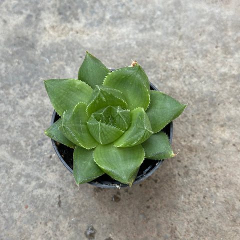 Haworthia cymbiformis var. Setulifera