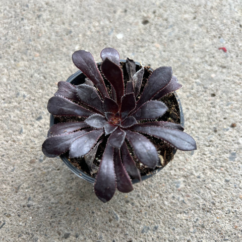 Aeonium reum var. Atropurpureum  'Zwartkop'