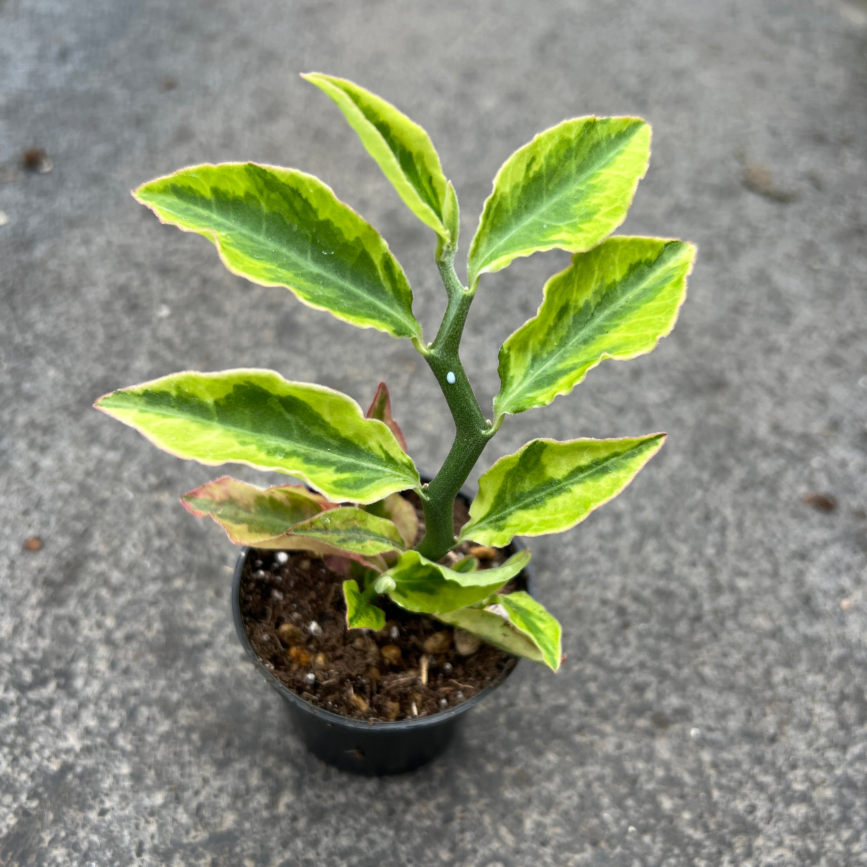 Euphorbia tithymaloides f. variegata