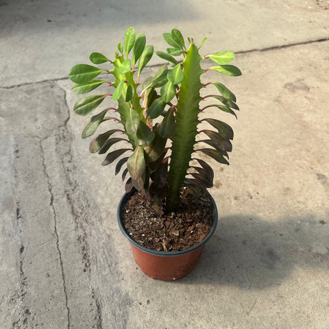 Euphorbia trigona rubra 