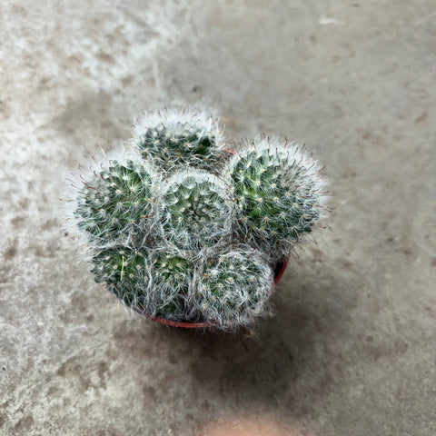 Mammillaria baumii