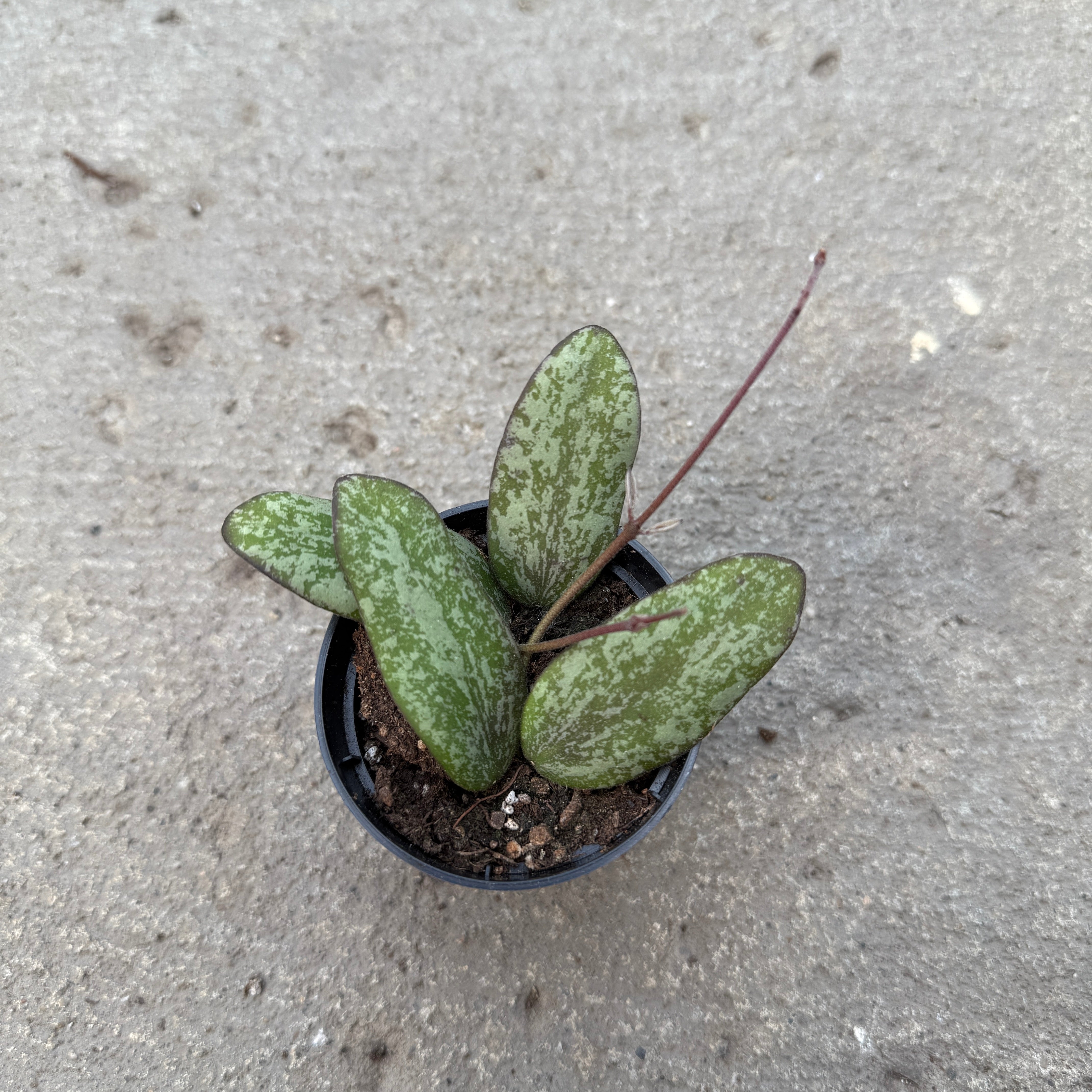 Hoya sigillatis 'Silver' – Serres Lavoie