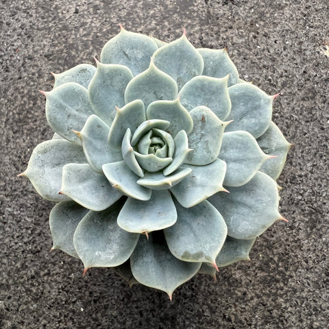 Echeveria 'Gemini'