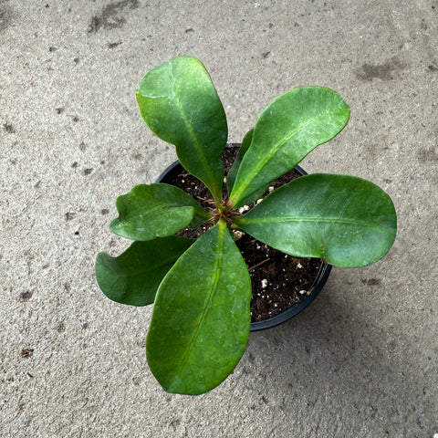 Euphorbia milii 'Karola'