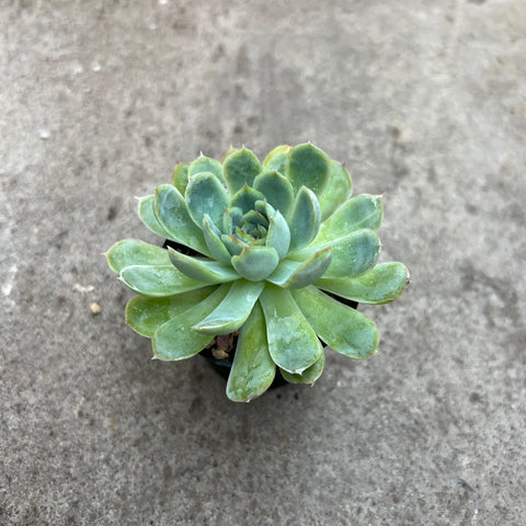 Echeveria 'Rouge Berry