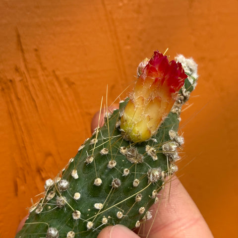 Cleistocactus jujuyensis monstrous