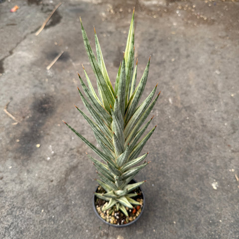 Sansevieria francisii f. variegata