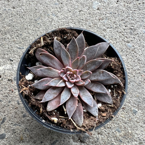 Graptopetalum rusbyi