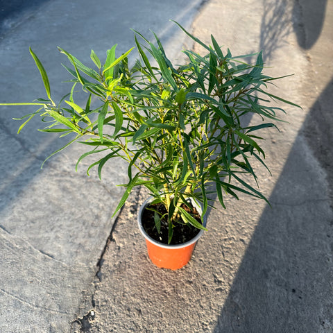 Ficus nerifolia