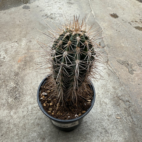 Pachycereus pringlei