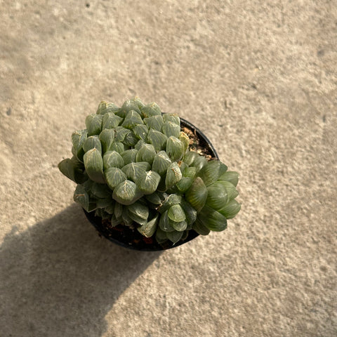 Haworthia cooperi var. Obtusa 