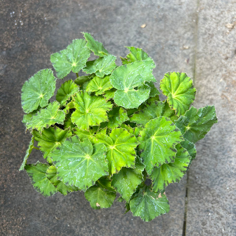 Begonia rex 'Jive