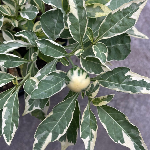 Solanum pseudocapsicum variegata