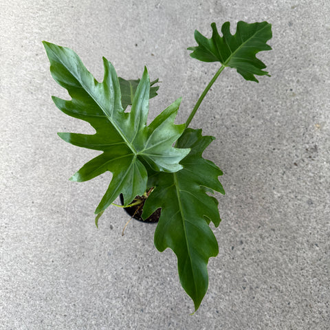 philodendron mayoi scientific name Philodendron Mayoi – Serres Lavoie