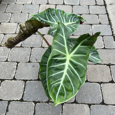 Alocasia 'Ivory Coast'