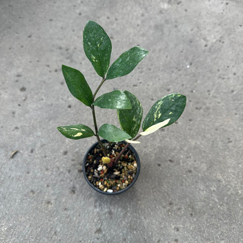 Zamioculcas zamiifolia f. variegata