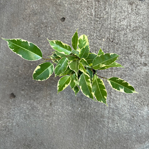 Ficus benjamina f. variegata