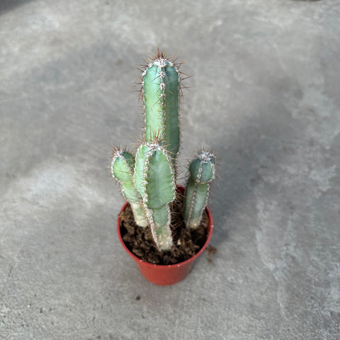 Cereus forbesii