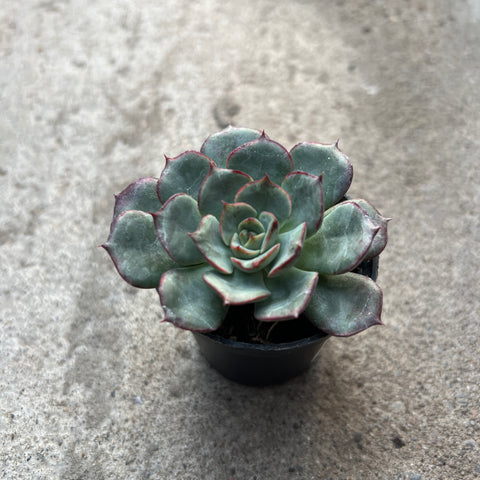 Echeveria 'Beluga'