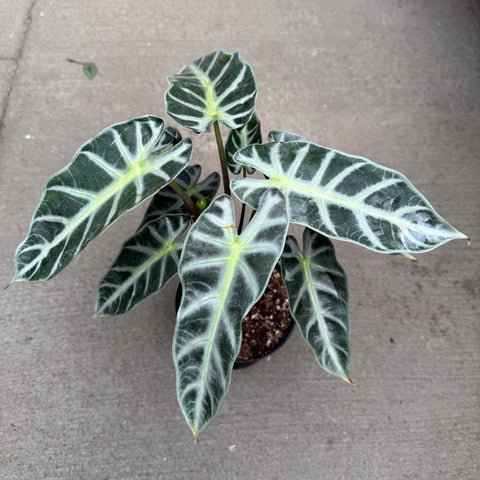 Alocasia amazonica polly 