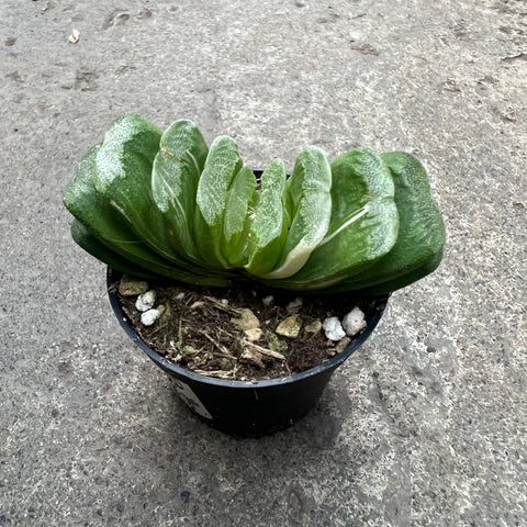 Haworthia truncata var. Lemon lime f. variegata