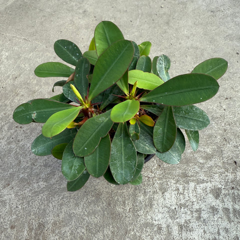 Euphorbia milii 'Dwarf Rosie'