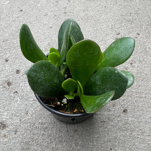 Crassula ovata 