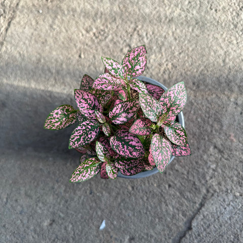 Hypoestes 'Pink splash'