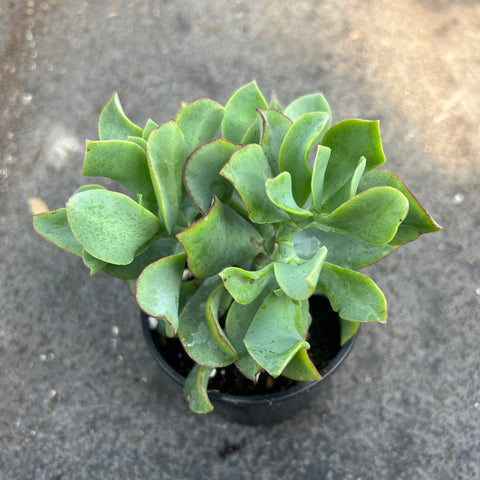 wavy leaf jade plant Crassula Arborescens Undulatifolia 'Ripple Jade' – Serres Lavoie