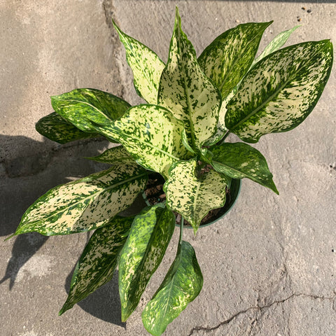 Aglaonema Pearls variegata