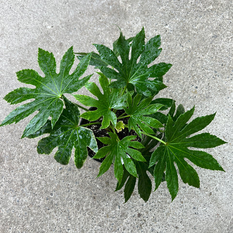 Fatsia japonica 'Spider's Web