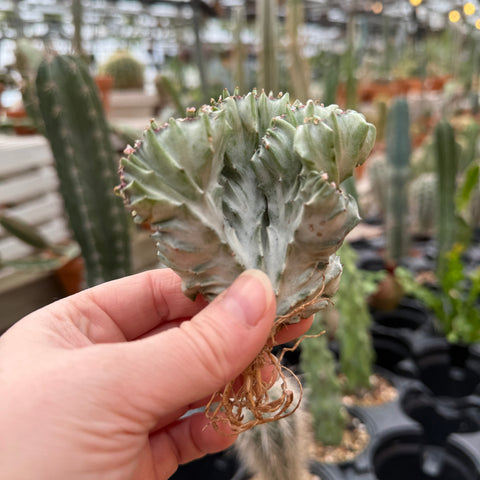 Euphorbia lactea cv. White Ghost f. cristata