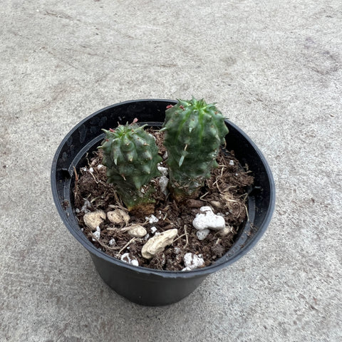 Euphorbia valida 