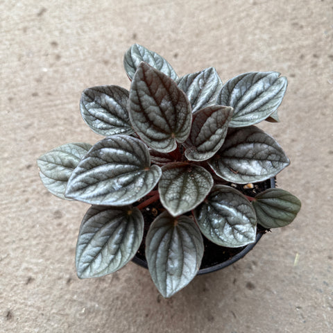 Peperomia caperata 'Caracas'