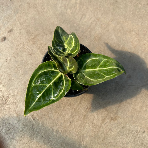 Anthurium crystallinum