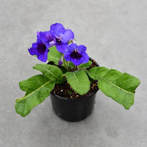 Streptocarpus 'Ladyslippers Deep Blue Vein'