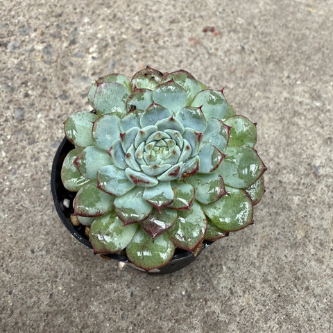 Echeveria minima 'White'