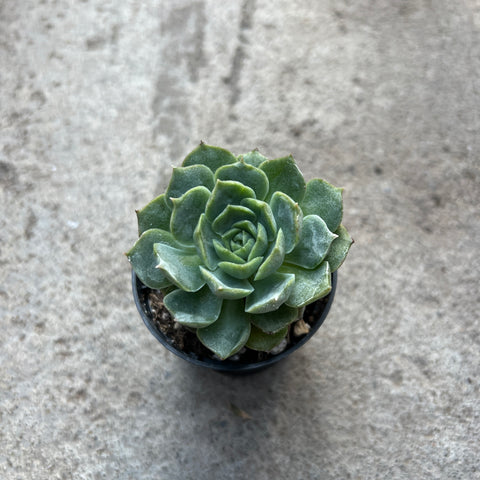 Echeveria 'Ocean star yellow'