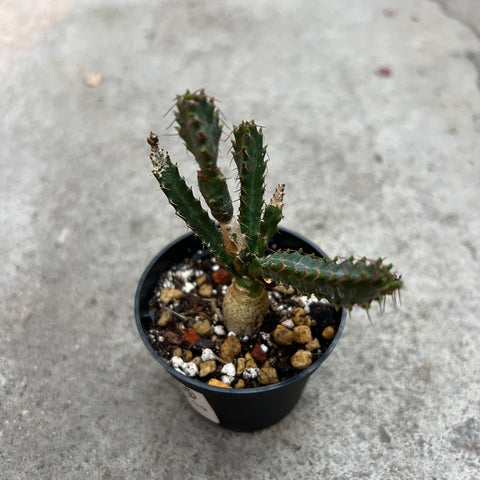 Euphorbia micracantha