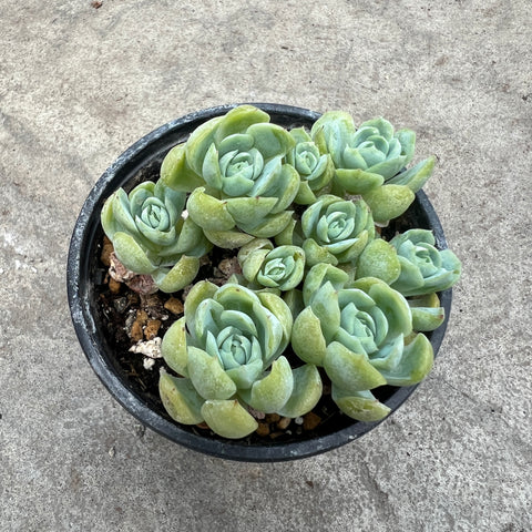 Echeveria 'Rouge Berry'