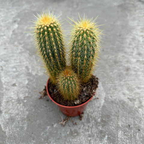 Micranthocereus estevesii