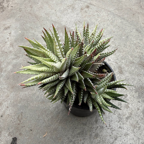 Haworthia fasciata f. alba
