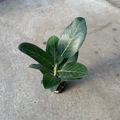 Ficus benghalensis 'Audrey'