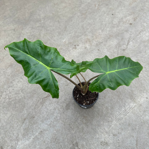 Alocasia 'Golden Dragon'