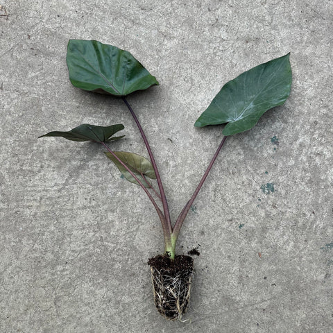 Alocasia 'Melino'