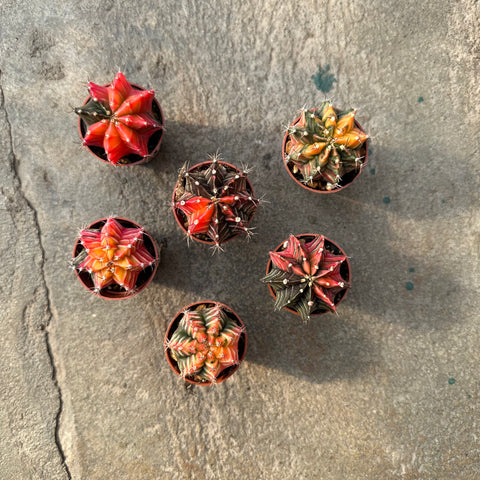 Gymnocalycium mihanovichii f. variegata (Large) 