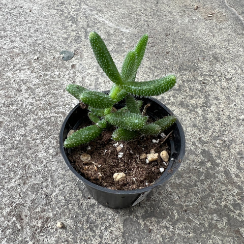 Delosperma echinatum